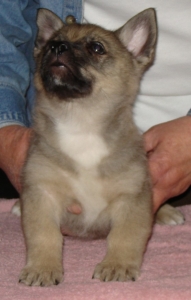 emil x maggie litter
